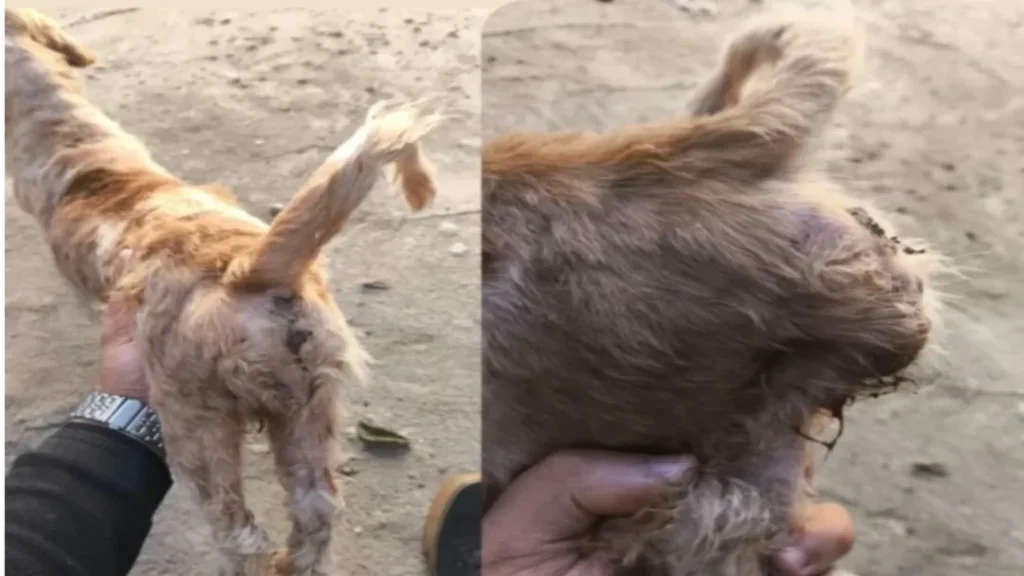 PCGO Cumpre Medidas em Investigação e Resgata Cães em Situação de Maus-Tratos em Goiatuba 1 imagem 1 2025 06 26T104618.085