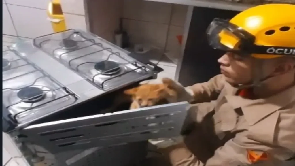 Filhote de Gato Preso Dentro de Fogão é Resgatado por Bombeiros 9 GATO RESGATADO DE DENTRO DE FOGÃO