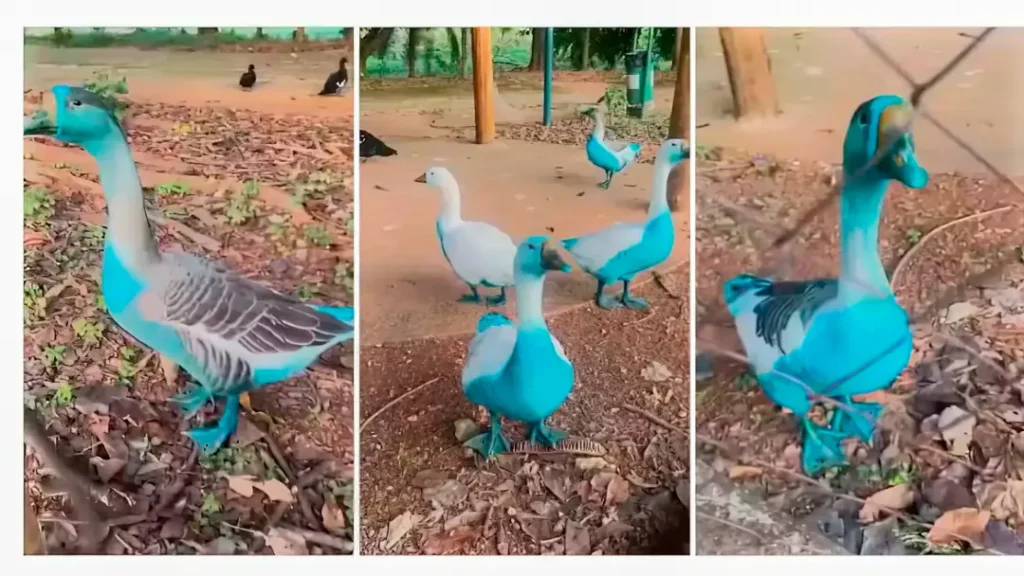 Patos Tingidos de Azul Após Derramamento de Corante em Jundiaí 3 Patos tingidos de azul após derramamento de corante em Jundiaí: