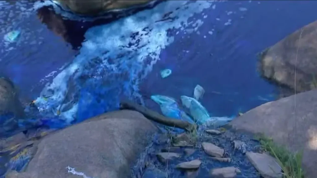 Patos Tingidos de Azul Após Derramamento de Corante em Jundiaí 1 derramamento de corante em jundiai