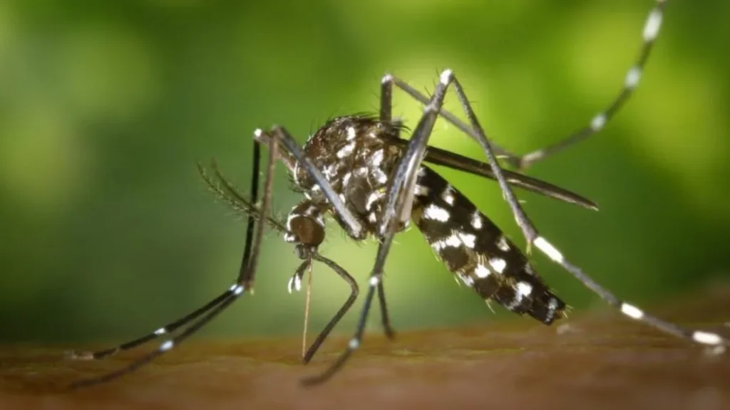 Segunda Morte Por Dengue em Anápolis é Confirmada Pela Secretaria de Saúde de Goiás 6 segundo caso de morte por dengue em Anápolis