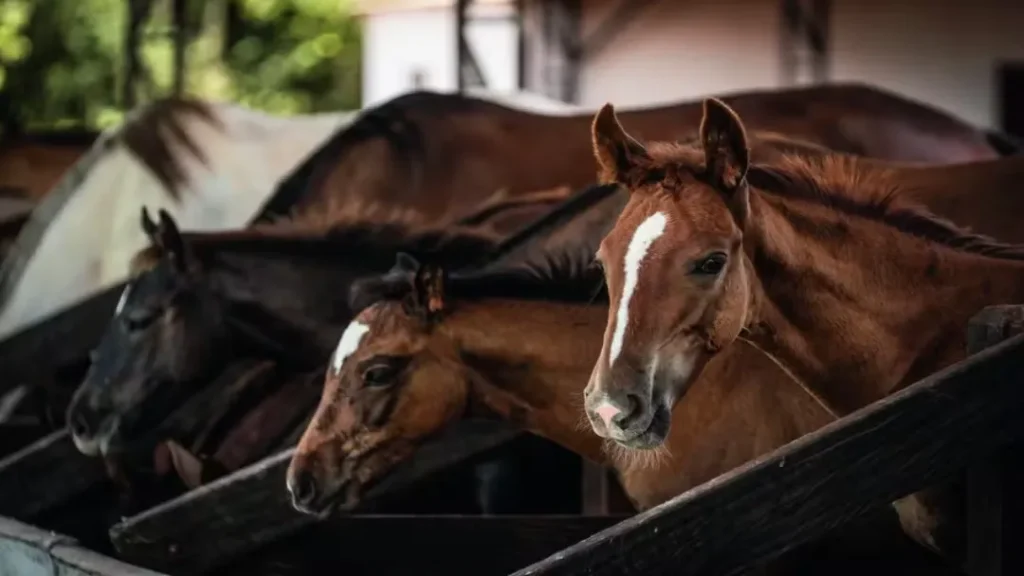 Empresa de Itumbiara Tem Atividades Suspensas Após Morte de 63 Cavalos 2 empresa Itumbiara tem atividades suspensas após morte de cavalos