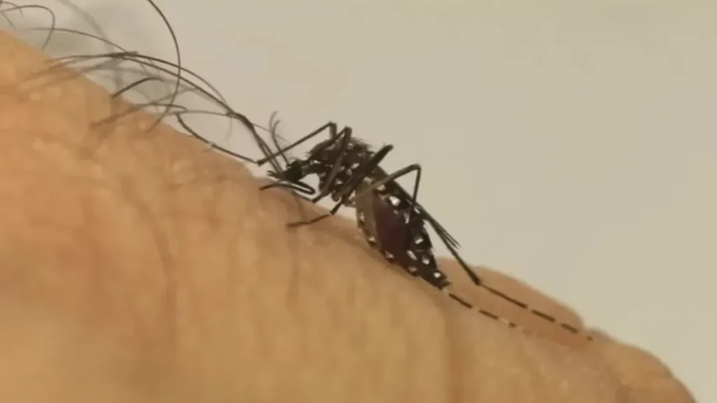 Valparaíso e Luziânia Vão Receber Mosquitos com Bactéria Que Impede a Transmissão da Dengue 5 Valparaíso e Luziânia vão receber mosquitos com bactéria que impede a transmissão da dengue