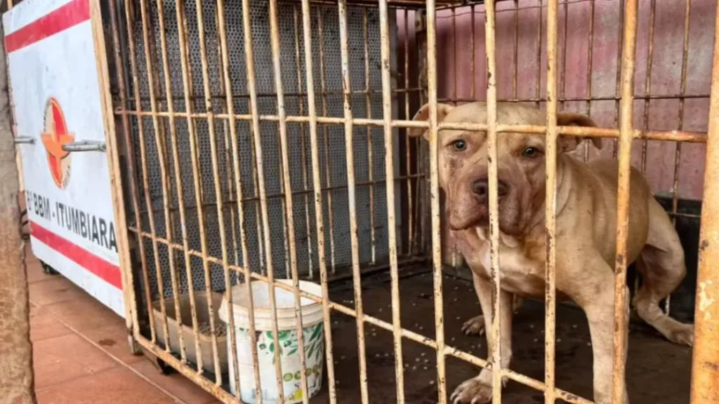 Criança Atacada por Pit Bull em Itumbiara Estava Sozinha com Irmãos no Momento do Incidente 5 Justiça Concede Liberdade Provisória a Mãe Após Tragédia com Ataque de Pit Bull