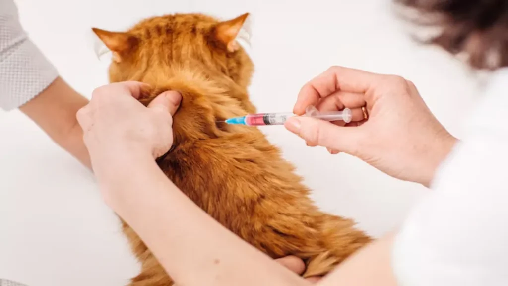 Julho Dourado: A Importância das Vacinas Para Cães e Gatos 2 Julho Dourado: A Importância das Vacinas Para Cães e Gatos