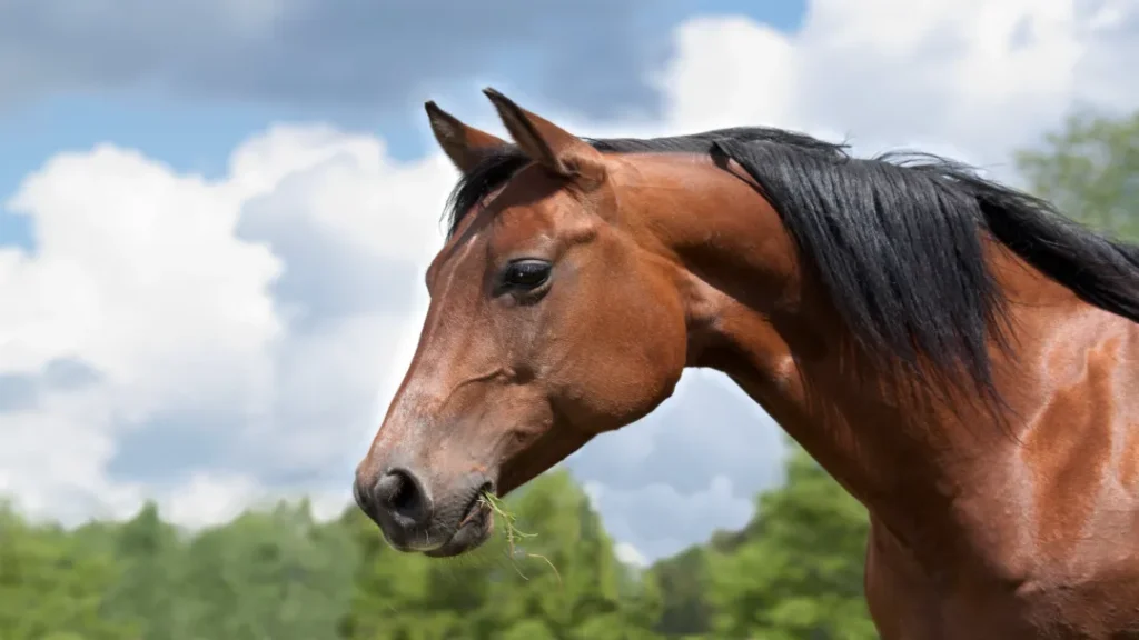 Cavalo Avaliado em R$ 12 Milhões Teria Morrido Após Consumir Ração Produzida em Goiás 5 Após caso com morte de cavalos, Justiça determina retomada parcial das atividades da Nutratta