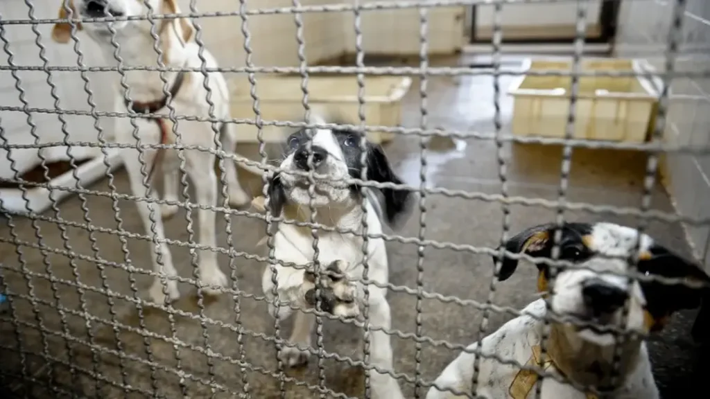 Câmara dos Deputados Aprova Projeto de Lei que Proíbe Uso de Animais em Testes Cosméticos 7 Aprovação do Projeto de Lei: Proibição do Uso de Animais em Testes Cosméticos