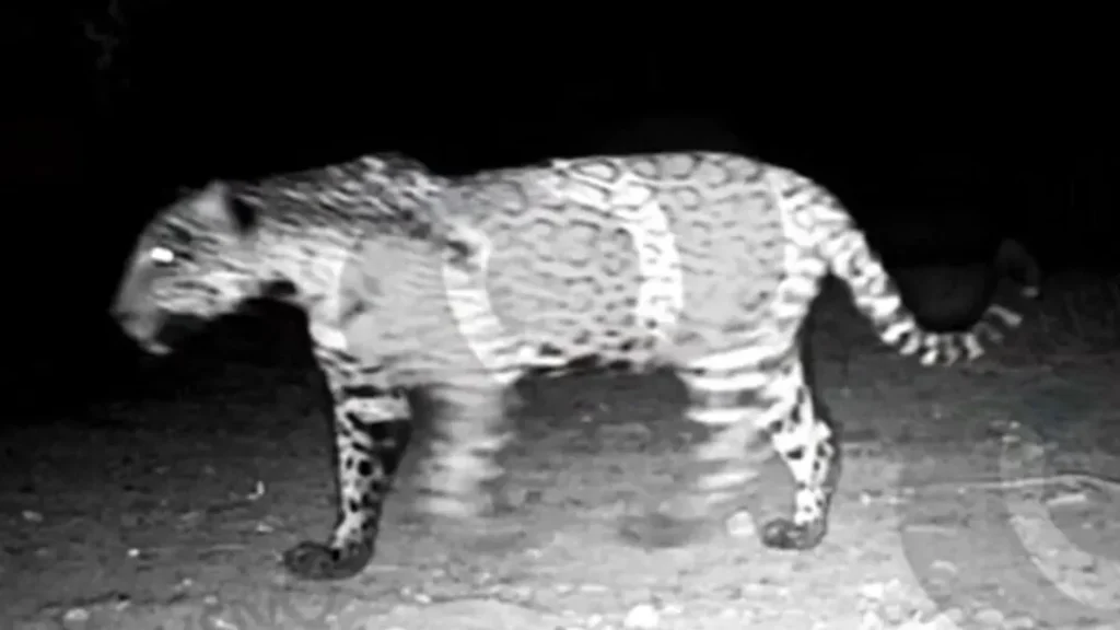 Onça-Pintada é Flagrada em Porangatu Após Ataques a Rebanhos 8 Onça-pintada é flagrada em Porangatu após ataques a rebanhos