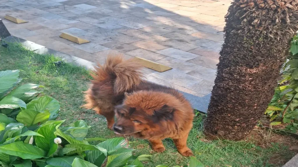 Cachorro da Raça Chow-Chow Encontrado no Setor Coimbra 5 Cão encontrado Setor Coimbra