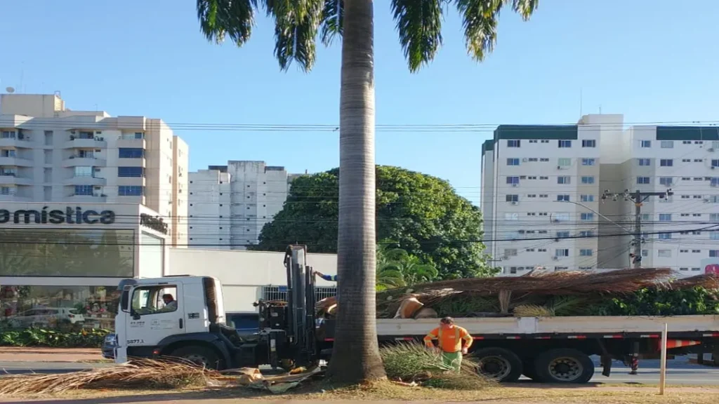 Prefeitura de Goiânia Realiza Poda Preventiva em 361 Palmeiras na Avenida T-63 9 Prefeitura de Goiânia realiza poda preventiva em 361 palmeiras na Avenida T-63