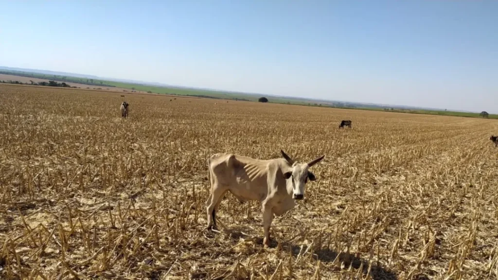 Gado Morre de Fome em Fazenda de Santa Helena de Goiás 2 Gado morre de fome em fazenda de Santa Helena de Goiás