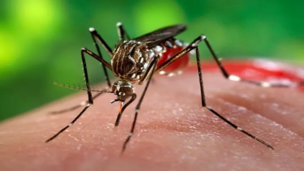 OMS Emite Alerta Global Sobre Risco de Surto do Vírus Chikungunya 8 imagem 1 2025 07 23T104111.004
