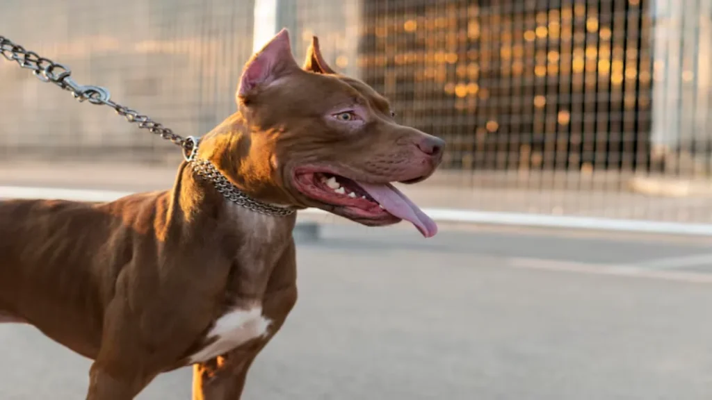 Criança de 3 Anos Morre Após Ataque de Pit Bull em Itumbiara 2 Criança de 3 anos morre após ataque de pit bull em Itumbiara, Goiás