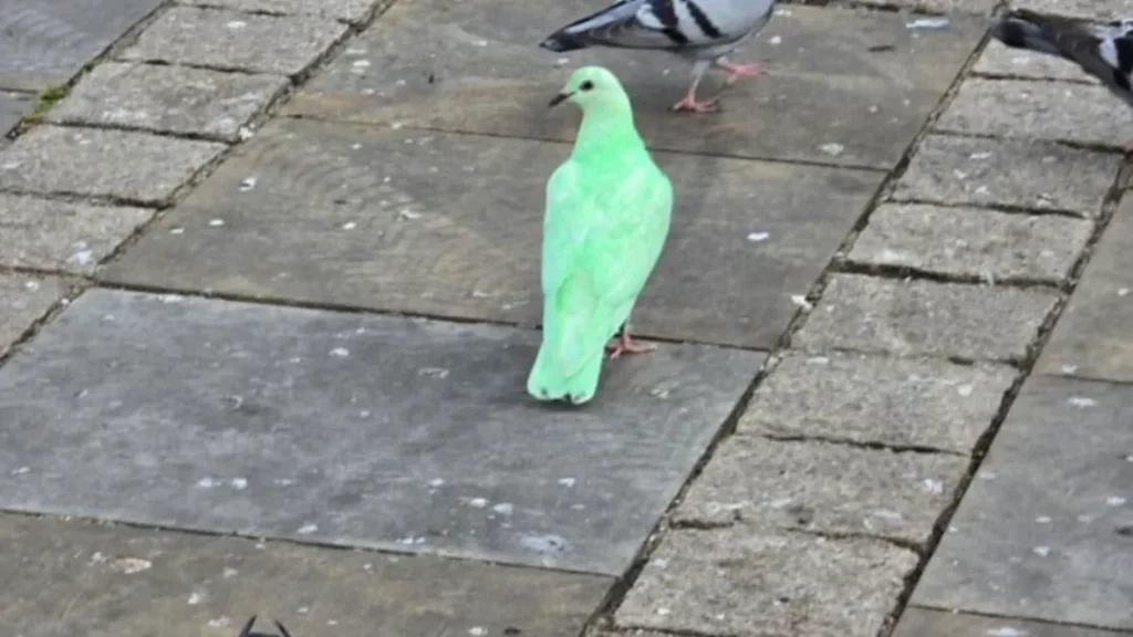 Pombo Verde Neon Chama Atenção na Inglaterra e Preocupa Protetores dos Animais 6 Pombo Verde Neon Chama Atenção na Inglaterra e Preocupa Protetores dos Animais