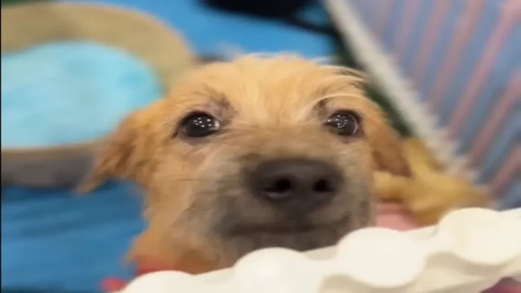Nova Loja da Shein em Goiânia Recebe Feira de Adoção de Pets Neste Sábado (19) 2 Nova Loja da Shein em Goiânia Recebe Feira de Adoção de Pets Neste Sábado (19)