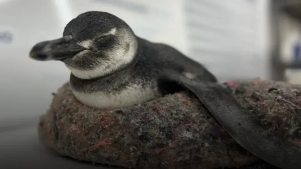 Litoral de SP Registra Mais de 100 Pinguins Encalhados em Menos de Um Mês 1 Litoral de SP Registra Mais de 100 Pinguins Encalhados em Menos de Um Mês