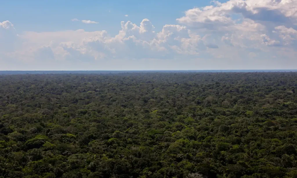 Organizações Apresentam Plano Para Ampliar Investimentos Sustentáveis na Amazônia 3 Organizações apresentam plano para ampliar investimentos sustentáveis na Amazônia