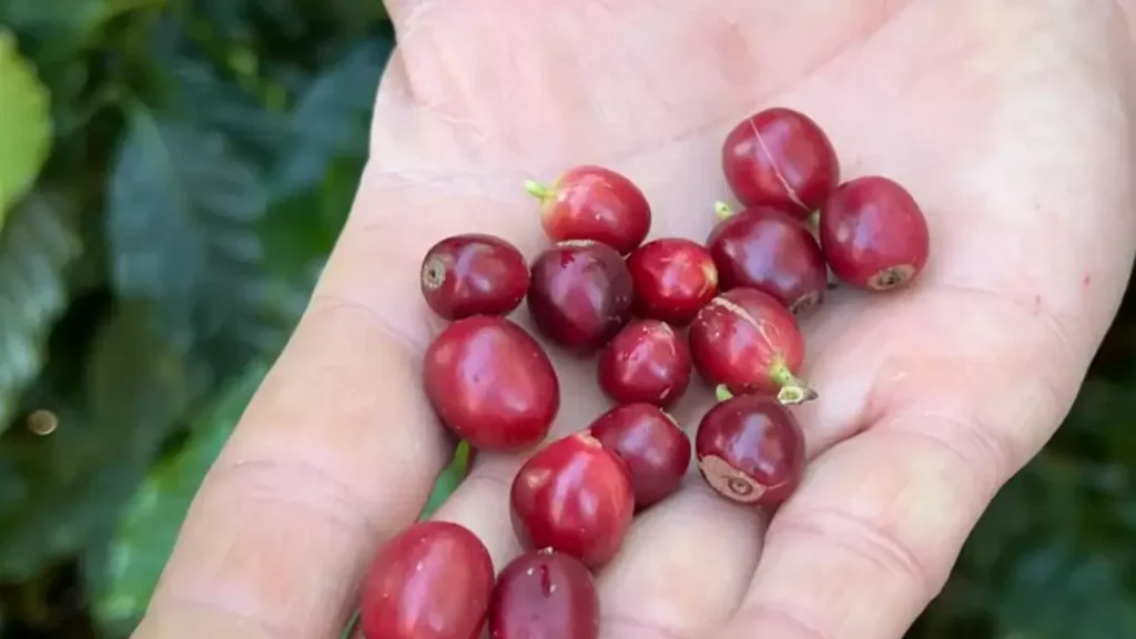 China Autoriza 183 Empresas Brasileiras a Exportar Café em Meio a Tensões Com os EUA 4 China autoriza 183 empresas brasileiras a exportar café em meio a tensões com os EUA