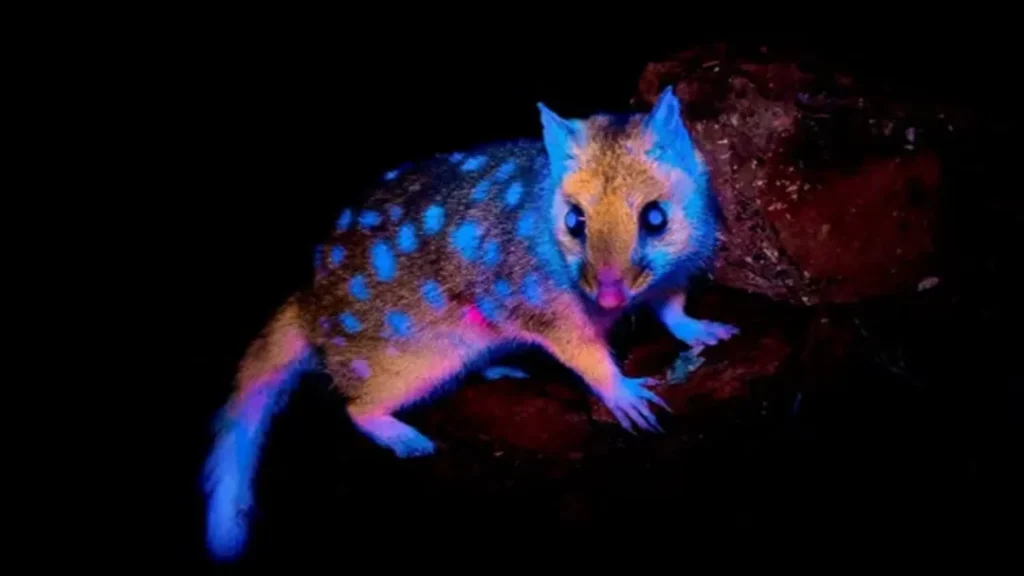 Fotógrafo Registra Marsupial Fluorescente na Tasmânia e Vence Prêmio Científico de 2025 2 Fotógrafo Registra Marsupial Fluorescente na Tasmânia e Vence Prêmio Científico de 2025
