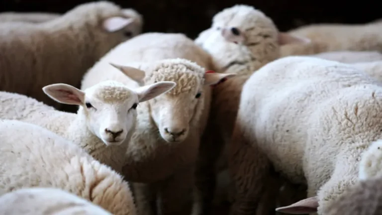 Ministério da Agricultura recolhe vacinas após mortes de quase 200 animais