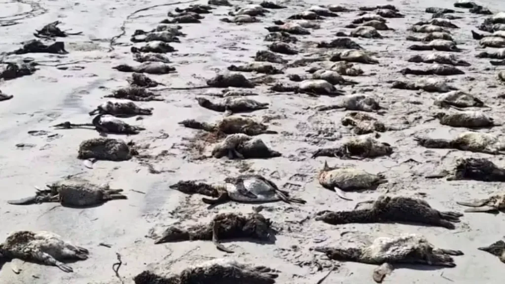 Mais de 700 pinguins-de-Magalhães são encontrados mortos nas praias do litoral sul de São Paulo 9 Mais de 700 pinguins-de-Magalhães são encontrados mortos nas praias do litoral sul de São Paulo