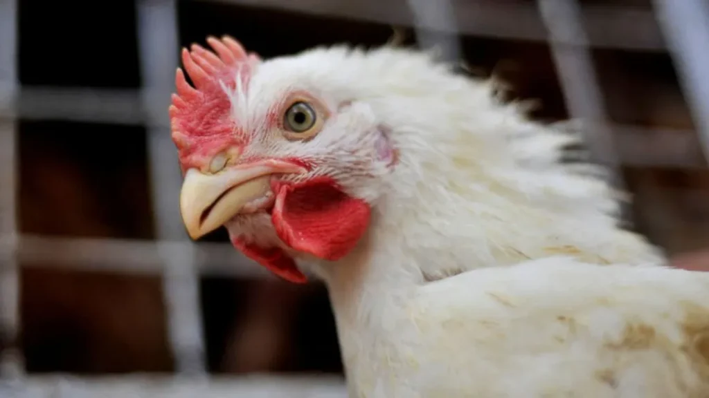 Chile e Arábia Saudita suspendem restrições à carne de frango brasileira 3 Chile e Arábia Saudita suspendem restrições à carne de frango brasileira