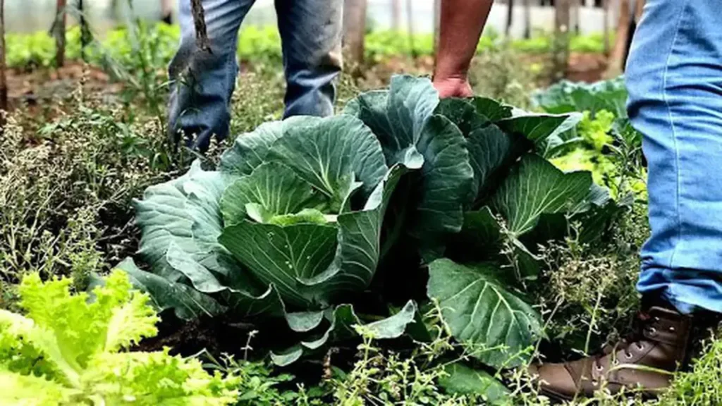 Agricultura Familiar Receberá R$ 60 Milhões para Produção de Bioinsumos 5 Agricultura Familiar Receberá R$ 60 Milhões para Produção de Bioinsumos