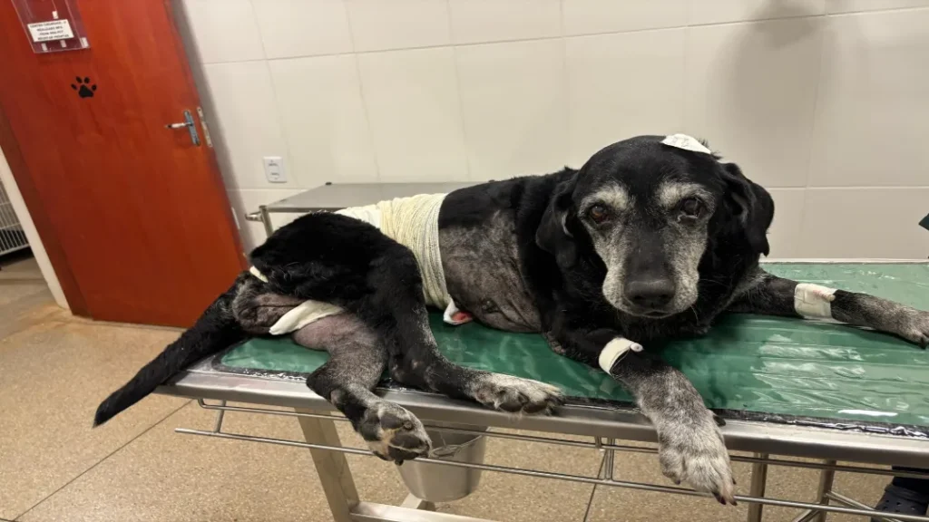 UPAvet Realiza Cirurgia em Cadela e Retira Tumor Mamário de 3,5 Quilos 10 UPAvet Realiza Cirurgia em Cadela e Retira Tumor Mamário de 3,5 Quilos
