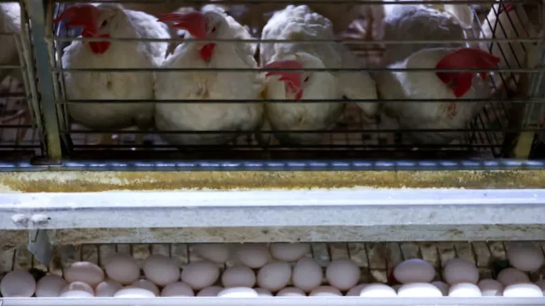 Arábia Saudita e Chile Voltam a Importar Carne de Frango do Brasil Após Suspensão por Gripe Aviária