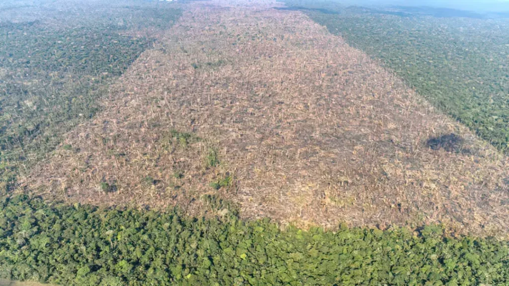 Desmatamento é responsável por mais de 28 mil mortes anuais por calor 4 Desmatamento é responsável por mais de 28 mil mortes anuais por calor