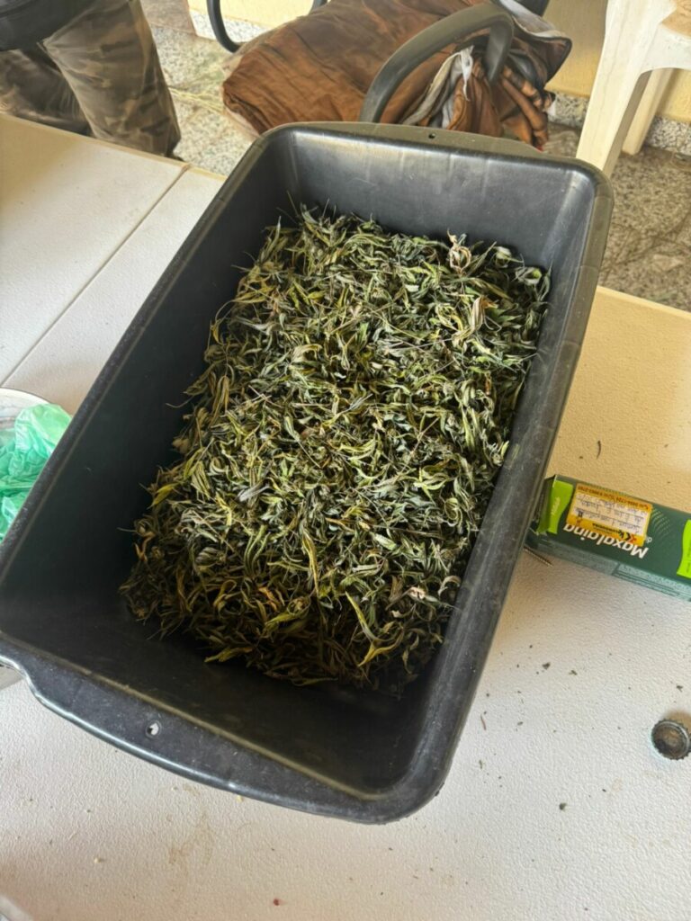 Operação em Cavalcante descobre estufa com centenas de mudas de maconha 1 Operacao cumpre buscas em Cavalcante apreende centenas de drogas e prende quatro pessoas em flagrante 1