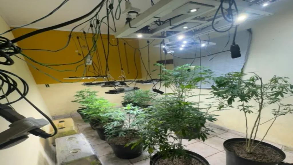 Operação em Cavalcante descobre estufa com centenas de mudas de maconha 8 Operação em Cavalcante descobre estufa com centenas de mudas de maconha