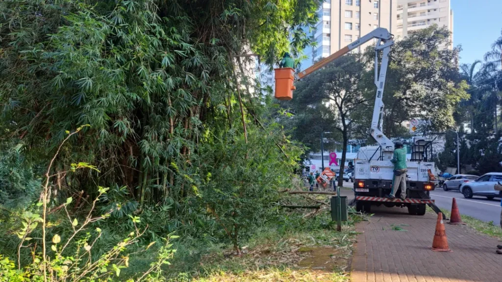 Prefeitura esclarece critérios usados na poda de árvores 8 Prefeitura esclarece critérios usados na poda de árvores
