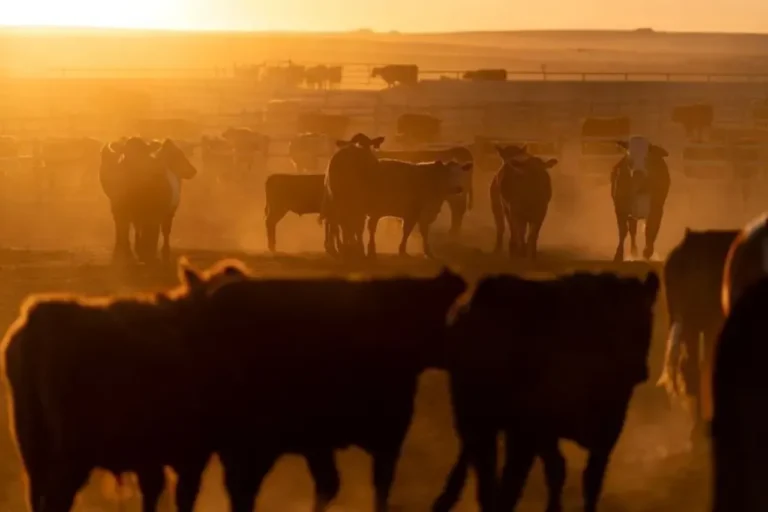 Cargill retoma produção nos EUA