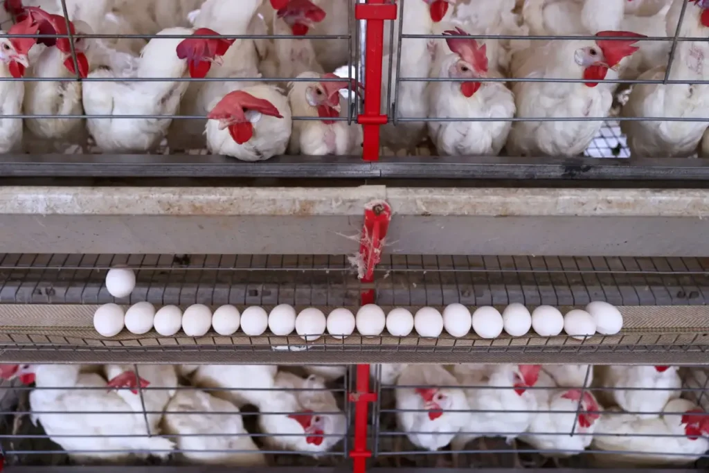 China suspende compras de frango de Santa Catarina após caso de Newcastle 10 China suspende compras de frango de Santa Catarina após caso de Newcastle